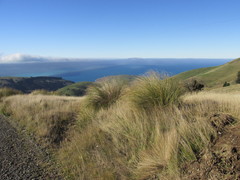 Chionochloa rigida rigida