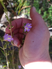 Prostanthera saxicola