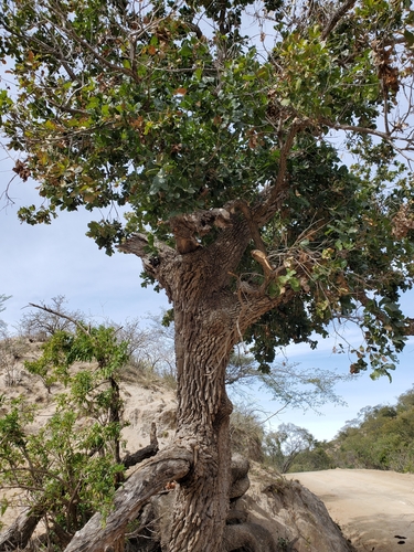 Quercus tuberculata