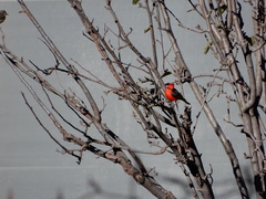 Pyrocephalus rubinus