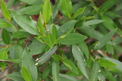 Pomaderris argyrophylla