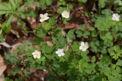 false rue anemone