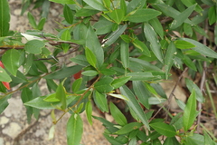Pomaderris argyrophylla