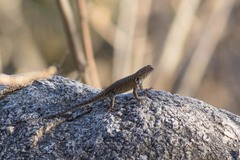 Sceloporus hunsakeri