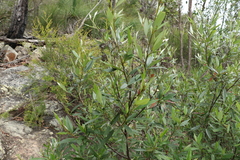 Pomaderris argyrophylla