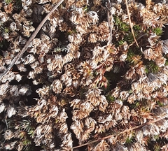 Selaginella hansenii