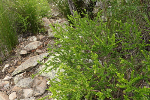 Image of Leionema gracile by (c) Greg Tasney, some rights reserved (CC BY-SA)