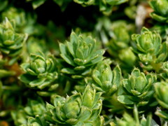 Kelleria croizatii