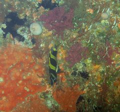 Amphichaetodon howensis