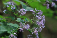 Peteravenia malvifolia