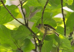 Myiornis auricularis