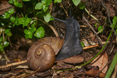 Macrocyclis peruvianus
