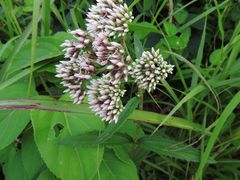Eupatorium fortunei