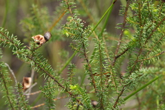 Acacia brunioides