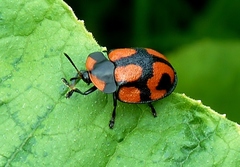 Botanochara angulata