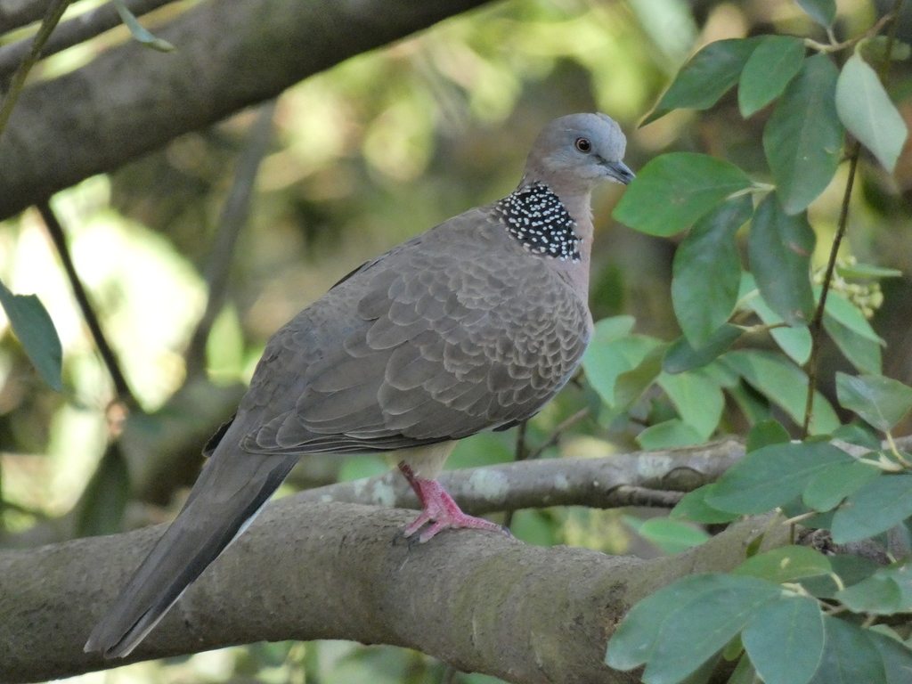 Spotted Dove from Melbourne VIC, Australia on January 23, 2022 at 05:17 ...