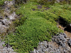 Kelleria croizatii
