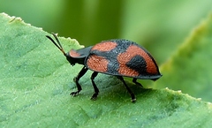 Botanochara angulata