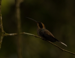 Phaethornis eurynome