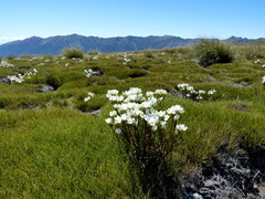 Gentianella corymbifera