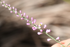Comesperma breviflorum