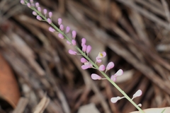 Comesperma breviflorum