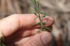 Comesperma breviflorum