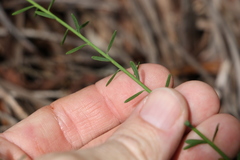 Comesperma breviflorum