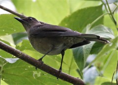 Mountain Thrush photo 3