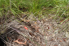 Comesperma breviflorum