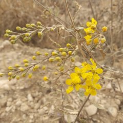 Echinopterys eglandulosa