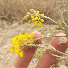 Echinopterys eglandulosa