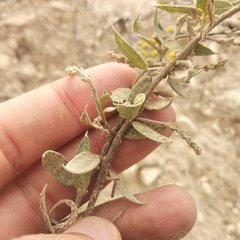 Echinopterys eglandulosa