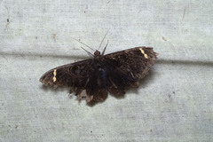 Erebus hieroglyphica