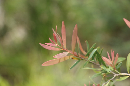 Image of Melaleuca groveana by (c) Greg Tasney, some rights reserved (CC BY-SA)