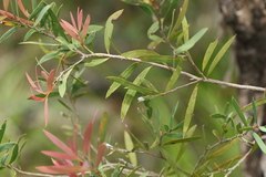 Melaleuca groveana
