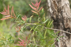 Melaleuca groveana