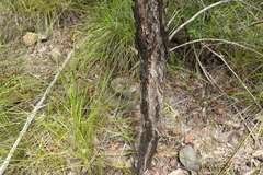 Melaleuca groveana