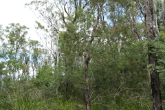 Melaleuca groveana