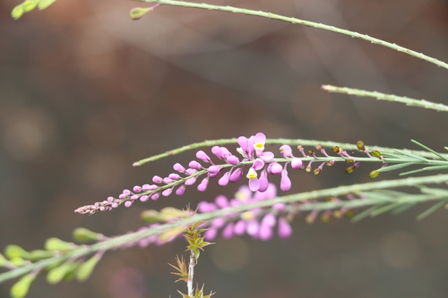 thin-stemmed matchheads (Comesperma breviflorum)