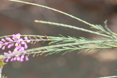 Comesperma breviflorum