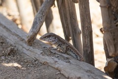 Aspidoscelis maximus