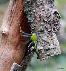 Peucetia madagascariensis
