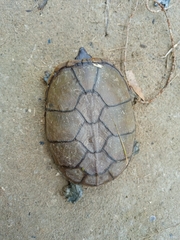 Kinosternon herrerai