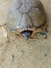 Kinosternon herrerai