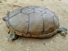 Kinosternon herrerai