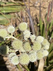 Trachypus denticollis