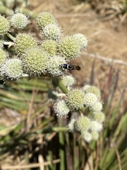 Trachypus denticollis