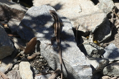 Liolaemus schroederi
