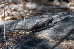 Sceloporus hunsakeri